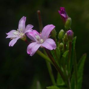   (Epilobium parviflorum Schreb).http://www.kladovayalesa.ru/archives/5596