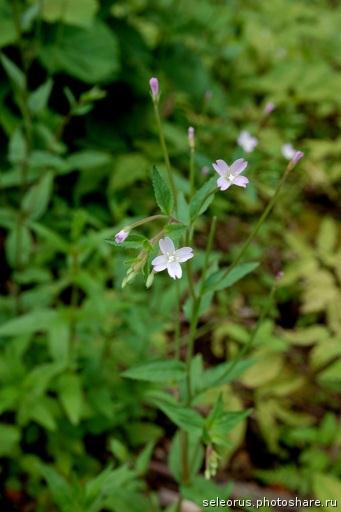    (Epilobium palustre)  http://photoshare.ru/photo9907334.html 