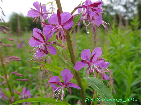   (Epilobium angustifolium) 