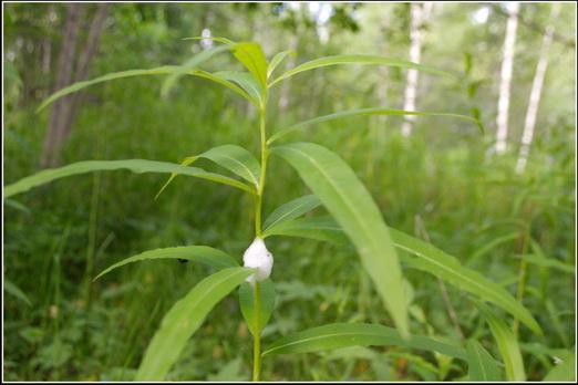 ������� ������� ������� ���������